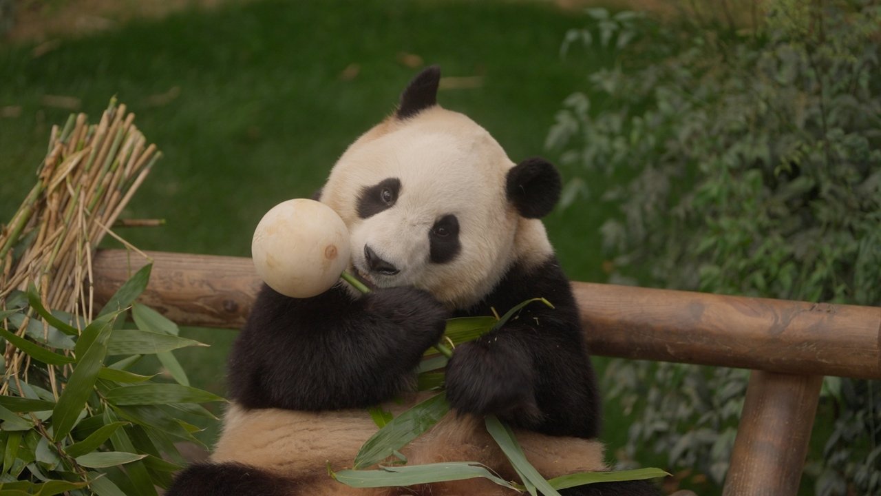 My Dearest Fu Bao Movie Screenshot 3