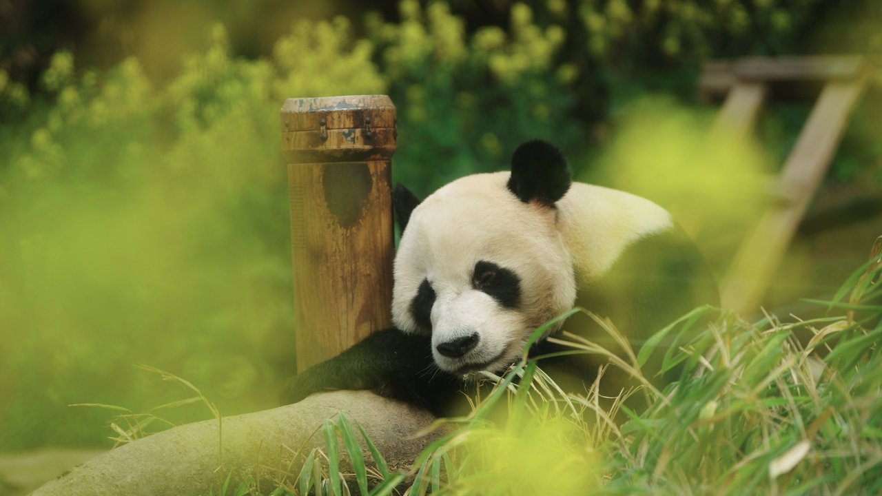 My Dearest Fu Bao Movie Screenshot 1