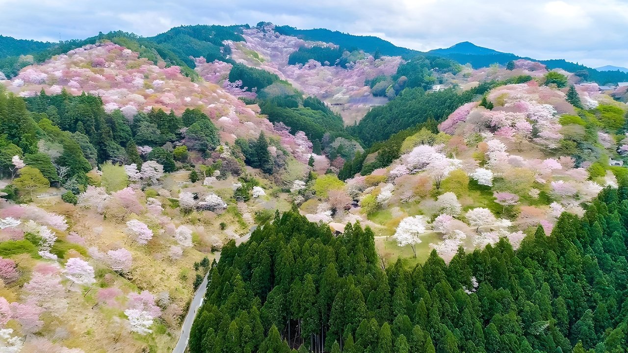4K Sakura: A vibrant cherry blossom landscape that colors the spring. Movie Screenshot 1