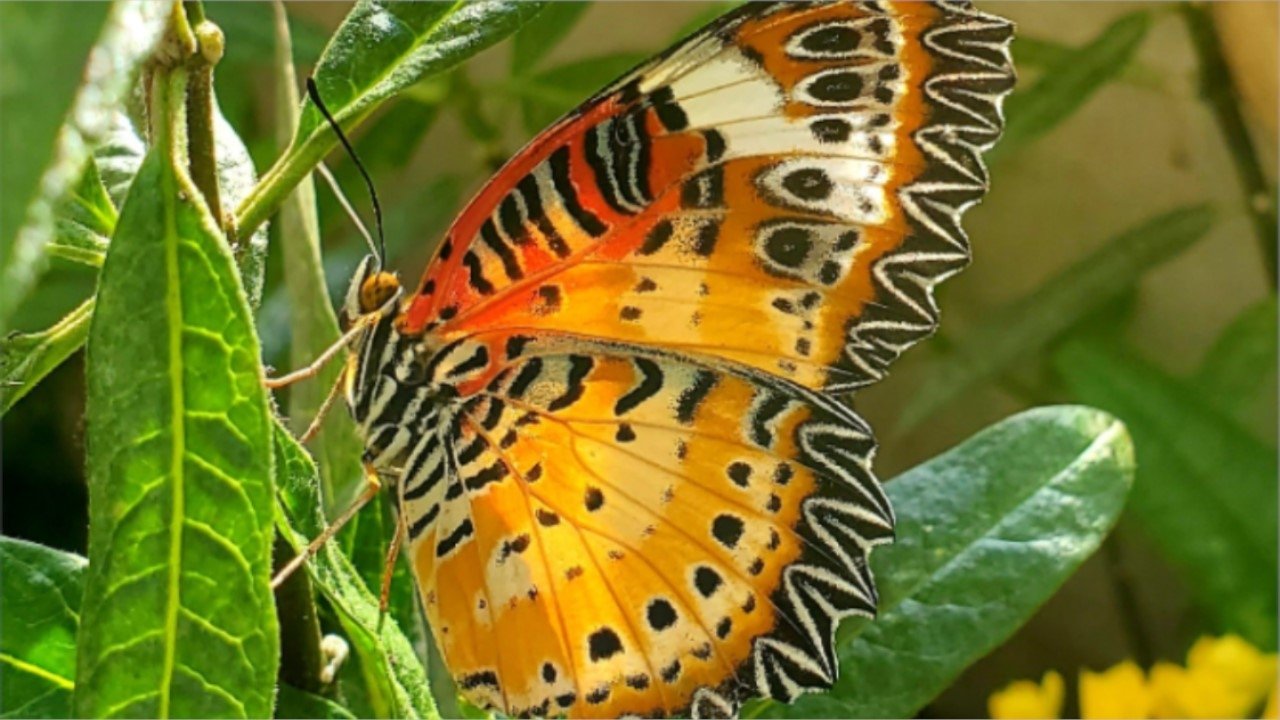 Devenir papillon Movie Screenshot 1