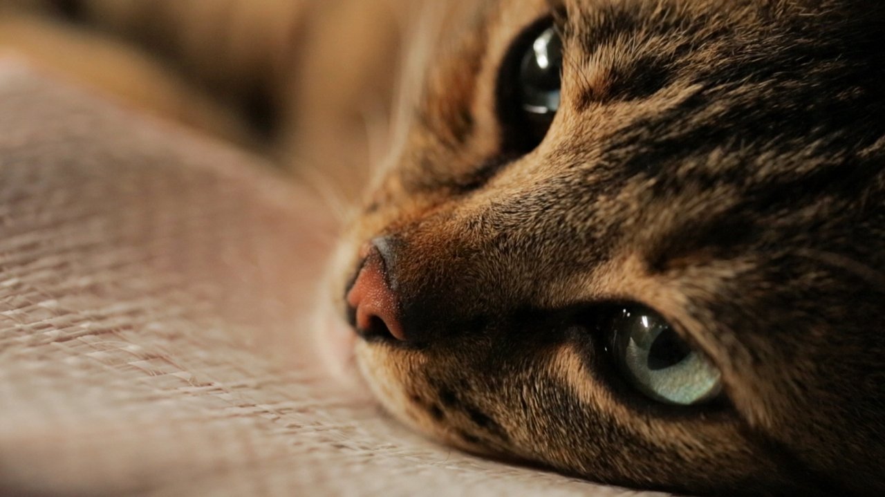 Kedi Movie Screenshot 4