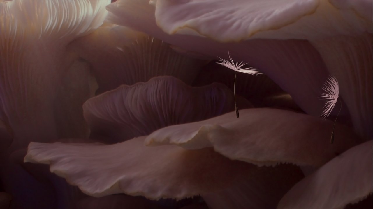 Dandelion
