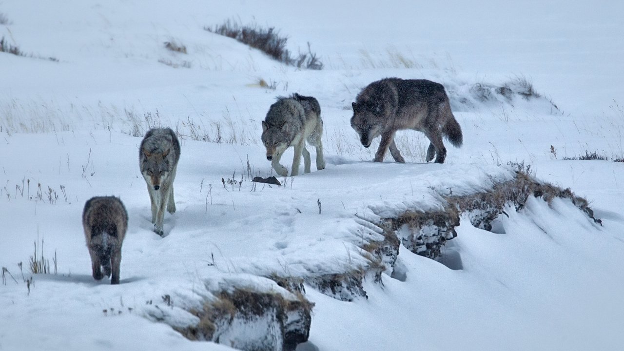 Yellowstone Movie Screenshot 3