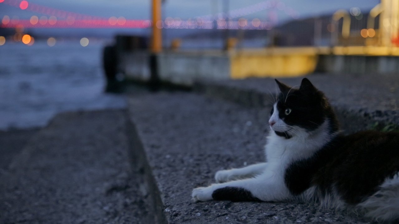 Kedi Movie Screenshot 2