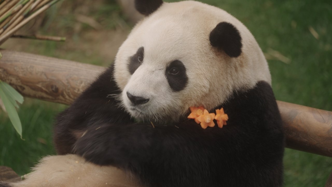 My Dearest Fu Bao Movie Screenshot 2