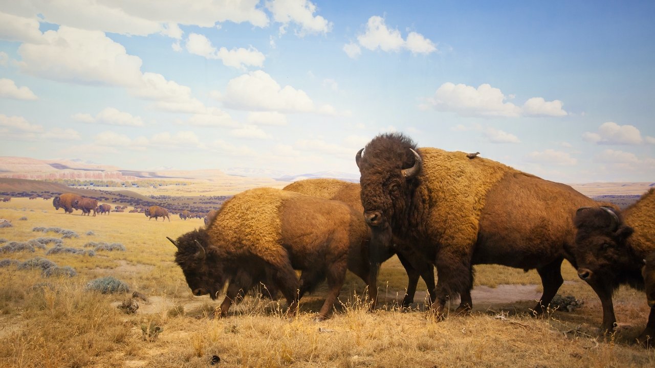 Yellowstone Movie Screenshot 4